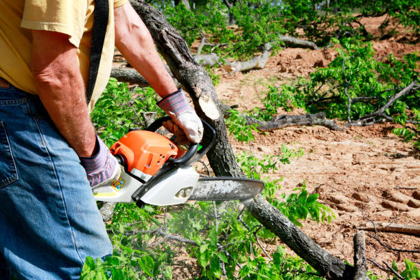 Lawn Maintenance Plans in Redington Beach, FL